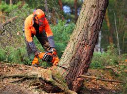 Best Lawn Drainage Solutions  in Alachua, FL