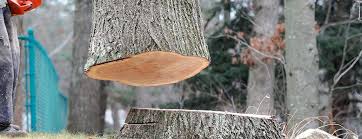 How Our Tree Care Process Works  in  Alachua, FL