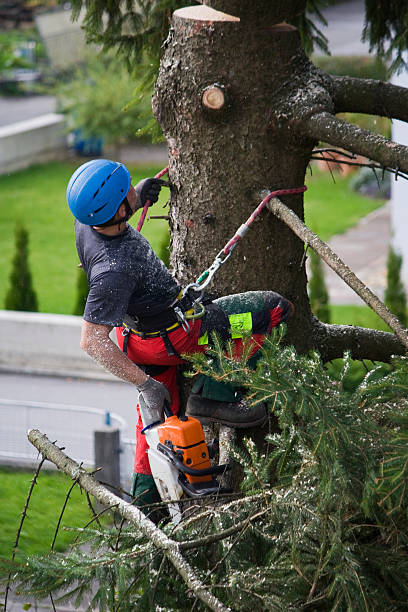 Best Tree Health Inspection  in Alachua, FL