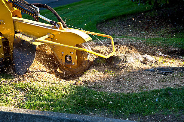 Best Lawn Pest Prevention  in Alachua, FL