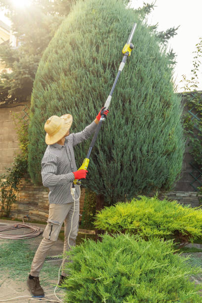 Best Palm Tree Trimming  in Alachua, FL